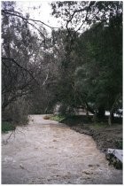 Flood water flowing down through trees