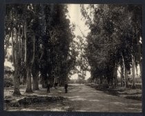 "Along the line of the San Jose and Los Gatos Interurban Road"