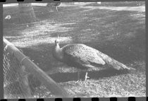 Single peacock at San Diego Zoo