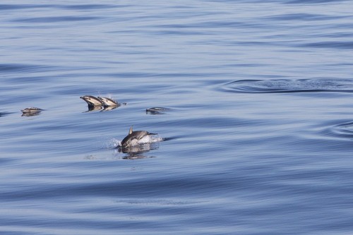 Common Dolphin Pod 1