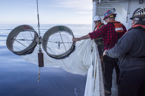 Ship Crew Deploy Bongo Net Tow