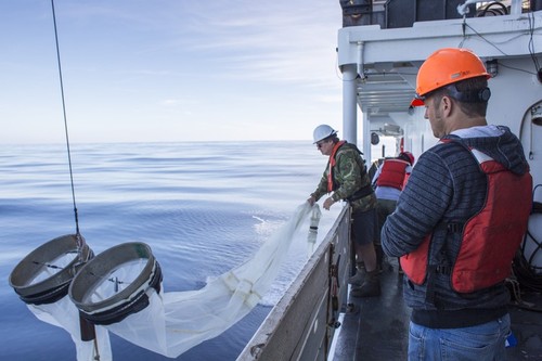 Bongo Net Tow Deployment