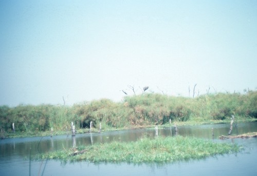 Marshy shoreline on Lake Mweru Wantipa