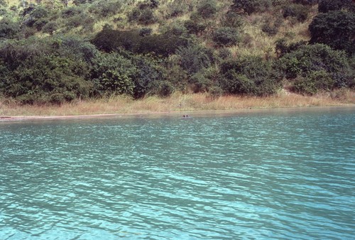 Shore of Lake Tanganyika with hippo's head visible in the water near the shore