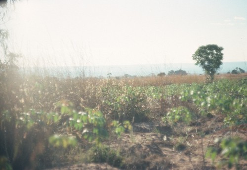 Cassava garden in village of Mukupa Katandula