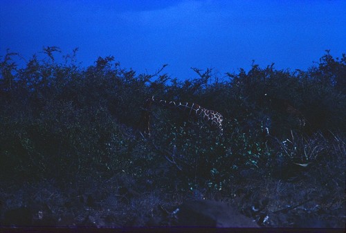 Giraffe at South Luangwa Game Park