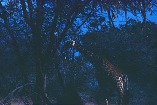 Giraffe at South Luangwa Game Park