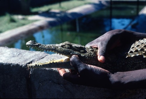 Small crocodile at crocodile farm near Kariba, Central Province