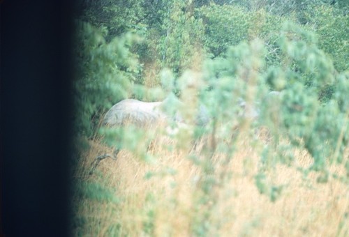 Partial view of elephant at Sumbu Game Park, Kaputa District