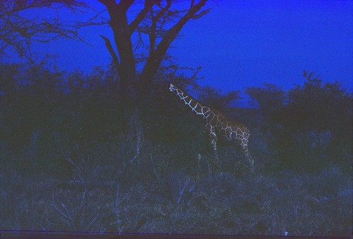 Giraffe at South Luangwa Game Park