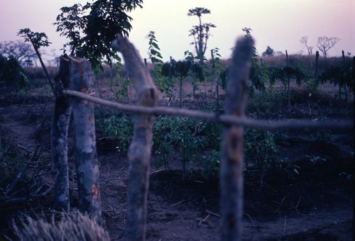 Cassava Garden outside Kaputa village