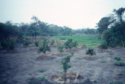 Newly-planted trees near the Choma River at Kaputa village