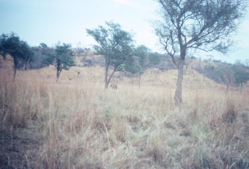 Elephant in distance, Sumbu Game Park