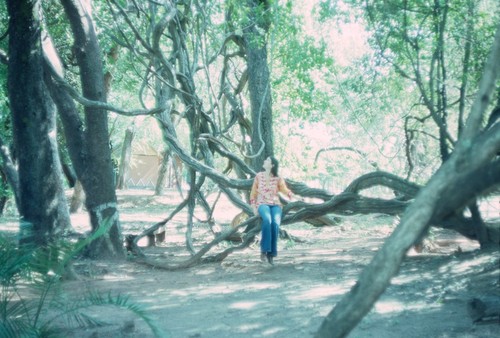 Trees and landscape at Victoria Falls National Park, Livingstone, Zambia