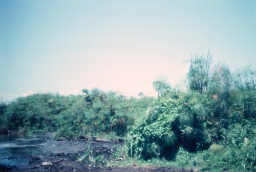 View of dense vegetation on shore of Lake Mweru Wantipa, near Kasongole fishing camp