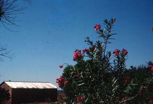 Church Building and Flowering Bush at Nsama village