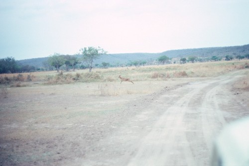 Antelope crossing dirt road in Sumbu Game Park, near Nkamba Bay Lodge, Kaputa District