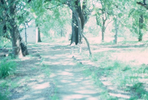 Walking path near Victoria Falls