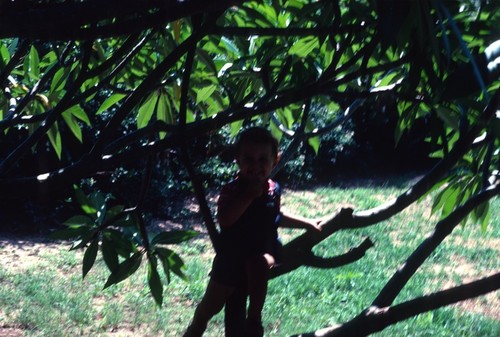 Daniel Cancel in Frangipani Tree in Lusaka