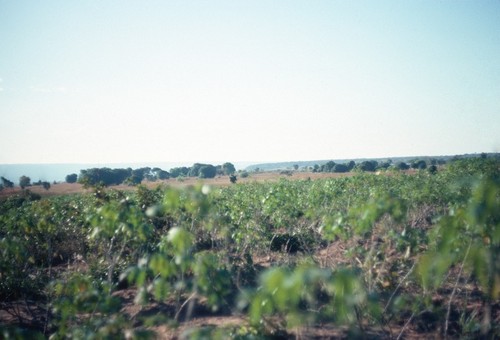 Cassava garden at Nsama village