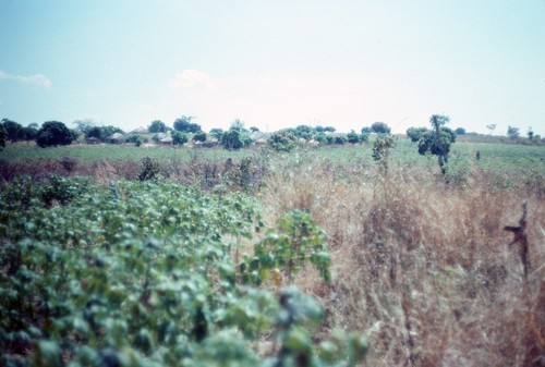 Cassava garden in Mukupa Katandula village