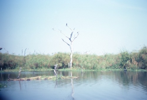 Shore of Lake Mweru Wantipa, with tree and vegetation growing out of the water, near Mukupa Katandula village