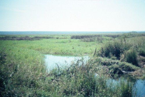 Stream leading to Lake Mweru Wantipa