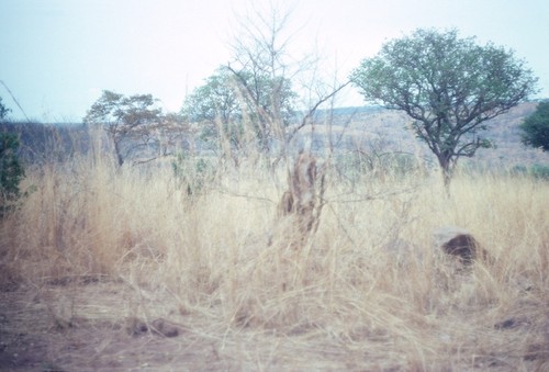 Tall grassy areas in Sumbu Game Park, Kaputa District