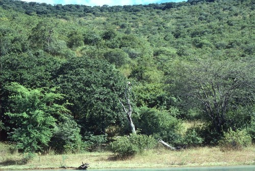 Shoreline of Lake Kariba as seen from a tour boat