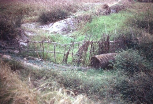 An unfinished fishing weir with bamboo woven fish trap at bottom, right, near Kaputa village