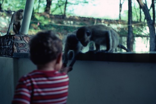 Child interacting with Vervet Monkeys at a Motel in Zimbabwe