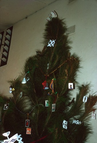 Small Christmas tree at faculty housing, University of Zambia