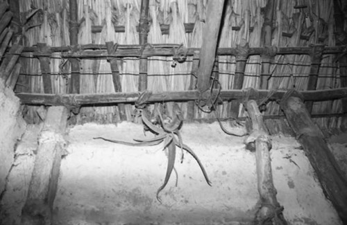 Roof seen from inside a house, San Basilio de Palenque, 1975