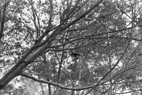 A bird in a mangrove forest, Isla de Salamanca, Colombia, 1977