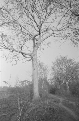 Tree along a trail, San Basilio de Palenque, Colombia, 1977