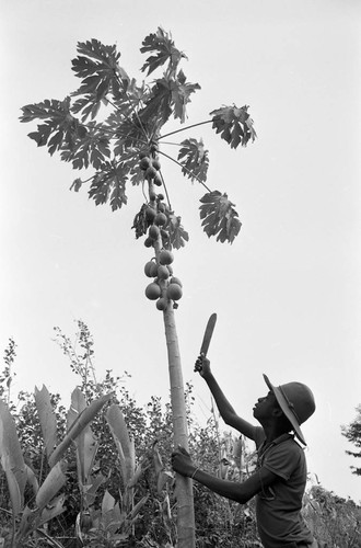 Boy harvesting papayas, San Basilio de Palenque, 1977