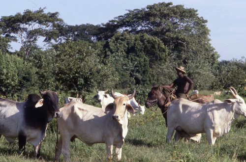 Man herding cattle on a mule, San Basilio de Palenque, 1976