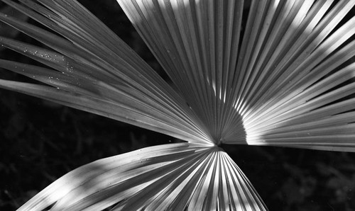 Palm tree leaf, San Basilio de Palenque, 1976