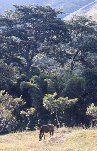 A horse grazing, Tierradentro, Colombia, 1975