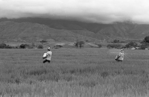 Sowing the field, La Chamba, Colombia, 1975