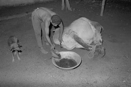 Man slaughtering a cow, San Basilio de Palenque, 1976