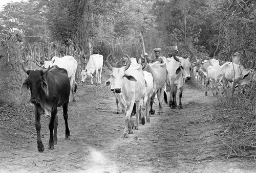 Boy herding cattle on a dirt road, San Basilio de Palenque, 1977