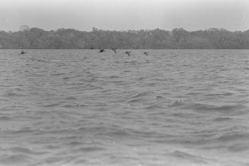 A flock of birds flying over a coastal swamp, Isla de Salamanca, Colombia, 1977