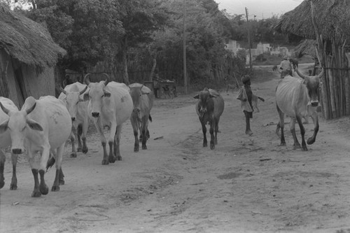 Cattle herd walking through town, San Basilio de Palenque, 1976