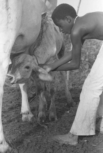 Boy ties rope to a calf, San Basilio de Palenque, 1975