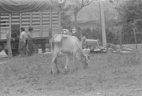 Cow grazing, La Chamba, Colombia, 1975