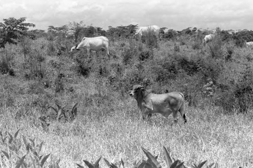 Cattle roaming free, San Basilio de Palenque, 1975