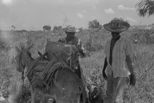 Men loading a donkey, San Basilio de Palenque, 1976