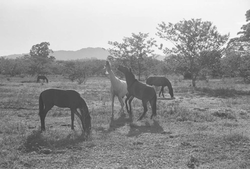 Horses roaming free in an open field, San Basilio de Palenque, 1976