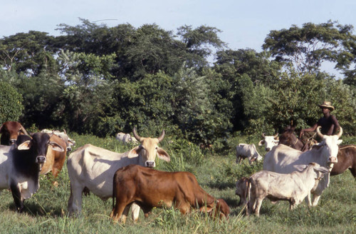 Man herding cattle on a mule, San Basilio de Palenque, 1976